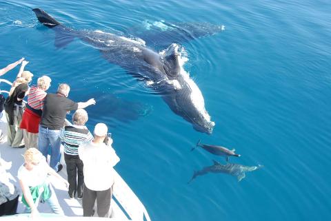 Whale Search and Dolphin Watch